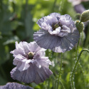 Mak polny 'Amazing Grey', duże, podwójne kwiaty w kolorze mglistoszarym do purpurowofioletowego.
