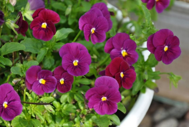 Minipensée F1 'Sorbet Carmine Rose', kwiaty w ciemnopurpurowym do bordowego kolorze.