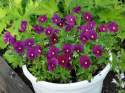 Minipensée F1 'Sorbet Carmine Rose', kwiaty w ciemnopurpurowym do bordowego kolorze.