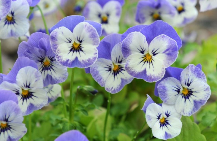 Minipensé F1 'Sorbet XP Delft Blue', Białe kwiaty z lawendowoniebieskimi płatkami