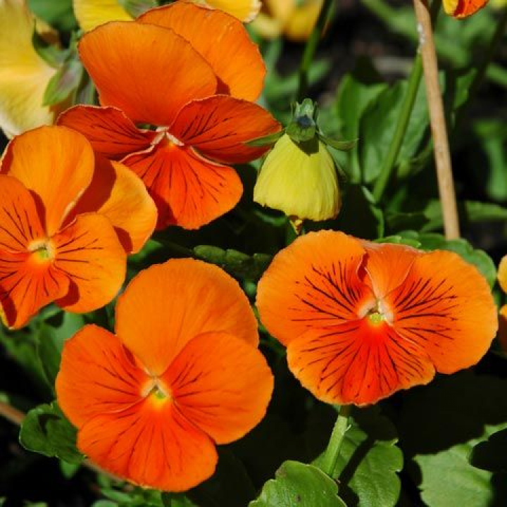 Pensé F1 'Koty Pomarańczowe'