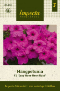 Hanging petunia F1 'Easy Wave Neon Rose', duże kwiaty w jaskrawym neonowym różu.