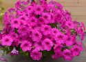 Hanging petunia F1 'Easy Wave Neon Rose', duże kwiaty w jaskrawym neonowym różu.