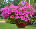 Hanging petunia F1 'Easy Wave Neon Rose', duże kwiaty w jaskrawym neonowym różu.
