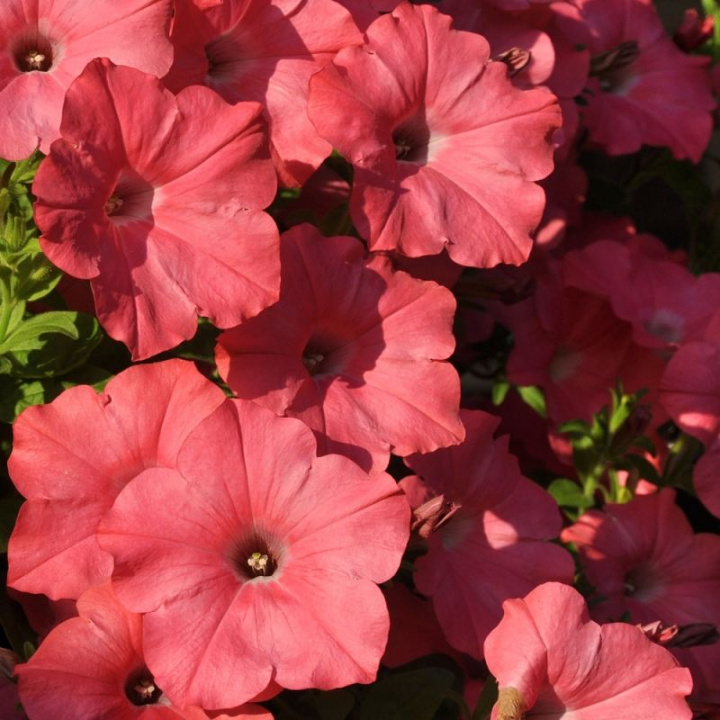 Petunia zwisająca F1 'Easy Coral Reef', intensywnie obficie kwitnąca z dużymi kwiatami