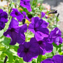 Petunia zwisająca F1 'Easy Wave Blue', intensywnie obficie kwitnąca z dużymi kwiatami
