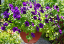 Petunia zwisająca F1 'Easy Wave Blue', intensywnie obficie kwitnąca z dużymi kwiatami