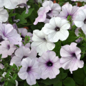 Petunia Rondelowa F1 'Tidal Wave Silver', kwiaty w odcieniach różowego srebrzysto-białe