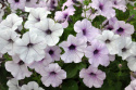 Petunia Rondelowa F1 'Tidal Wave Silver', kwiaty w odcieniach różowego srebrzysto-białe