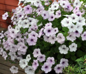 Petunia Rondelowa F1 'Tidal Wave Silver', kwiaty w odcieniach różowego srebrzysto-białe