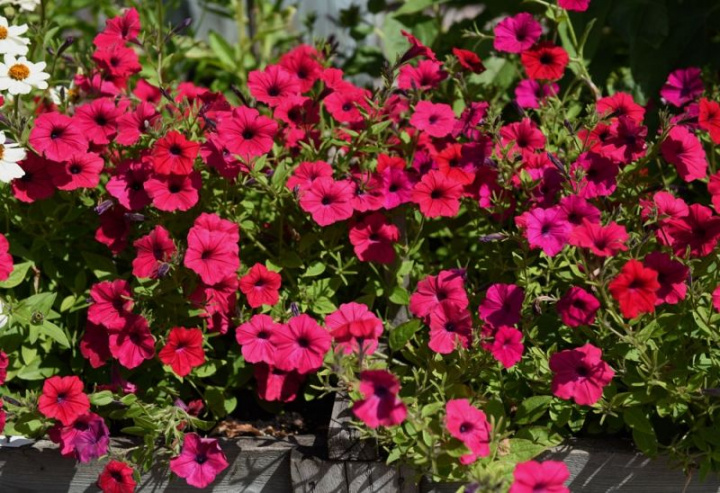 Rondellpetunia F1 'Tidal Wave Cherry', kwiaty w kolorze wiśniowym z ciemnym gardzielą.