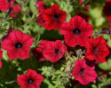 Rondellpetunia F1 'Tidal Red Velour', aksamitnoczerwone kwiaty z ciemnym gardzielą.
