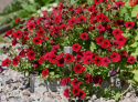 Rondellpetunia F1 'Tidal Red Velour', aksamitnoczerwone kwiaty z ciemnym gardzielą.