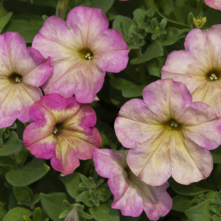 Petunia F1 ''Debonair Dusty Rose''. Matoworóżowe kwiaty w odcieniach łagodnego starego różu.