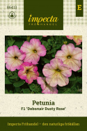 Petunia F1 ''Debonair Dusty Rose''. Matoworóżowe kwiaty w odcieniach łagodnego starego różu.