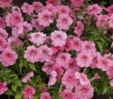 Petunia F1 ''''Yvetta''''