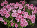 Petunia F1 ''''Yvetta''''