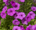 Petunia F1 ''''Explorer Lavender''''. Błyszcząca, intensywnie lawendowofioletowa, duże b