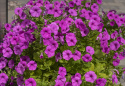 Petunia F1 ''''Explorer Lavender''''. Błyszcząca, intensywnie lawendowofioletowa, duże b