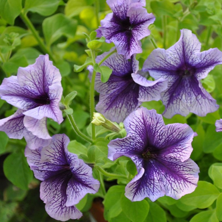 Petunia F1 'Daddy Blue', lawendowoniebieskie kwiaty z srebrzystym odcieniem i purpurowoniebieskim żyłkowaniem.
