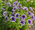 Petunia F1 'Daddy Blue', lawendowoniebieskie kwiaty z srebrzystym odcieniem i purpurowoniebieskim żyłkowaniem.