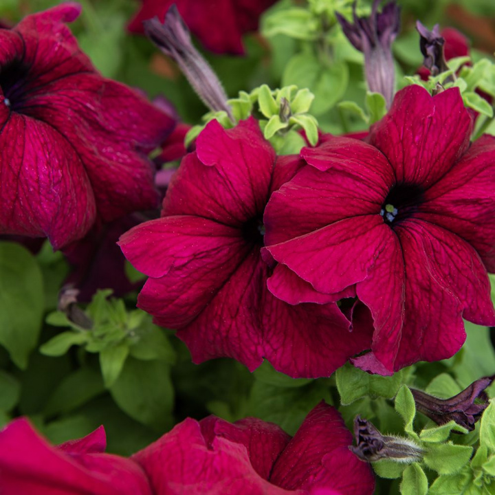 Petunia F1 'Supercascade Burgundy', efektowna i obficie kwitnąca do wiszących koszy i większych donic.