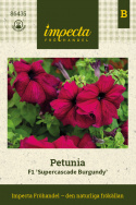 Petunia F1 'Supercascade Burgundy', efektowna i obficie kwitnąca do wiszących koszy i większych donic.