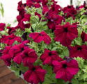 Petunia F1 'Supercascade Burgundy', efektowna i obficie kwitnąca do wiszących koszy i większych donic.
