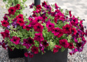 Petunia F1 'Supercascade Burgundy', efektowna i obficie kwitnąca do wiszących koszy i większych donic.