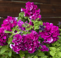 Petunia F1 ''''Podwójny Kaskada Burgund'''