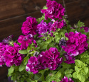 Petunia F1 ''''Podwójny Kaskada Burgund'''