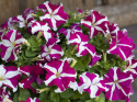 Petunia F1 'Success! HD Rose Star', mnóstwo różowych kwiatów z białą gwiazdą.