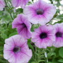 Petunia wisząca F1 'Shock Wave Pink Vein', jasnoróżowa, duże kwiaty