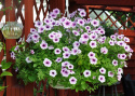 Petunia wisząca F1 'Shock Wave Pink Vein', jasnoróżowa, duże kwiaty