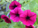 Petunia zwisająca F1 'Shock Wave Deep Purple', głęboki purpurowy, duże kwiaty