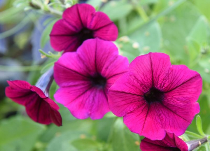 Petunia zwisająca F1 'Shock Wave Deep Purple', głęboki purpurowy, duże kwiaty