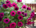 Petunia zwisająca F1 'Shock Wave Deep Purple', głęboki purpurowy, duże kwiaty