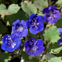 Kwiat dzwonkowy 'Blue Wonder', dzwonki gencjanowe w kolorze błękitnym. Niska roślina o krzaczastym pokroju