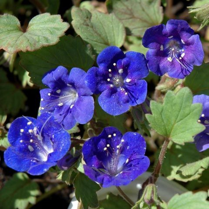 Kwiat dzwonkowy 'Blue Wonder', dzwonki gencjanowe w kolorze błękitnym. Niska roślina o krzaczastym pokroju