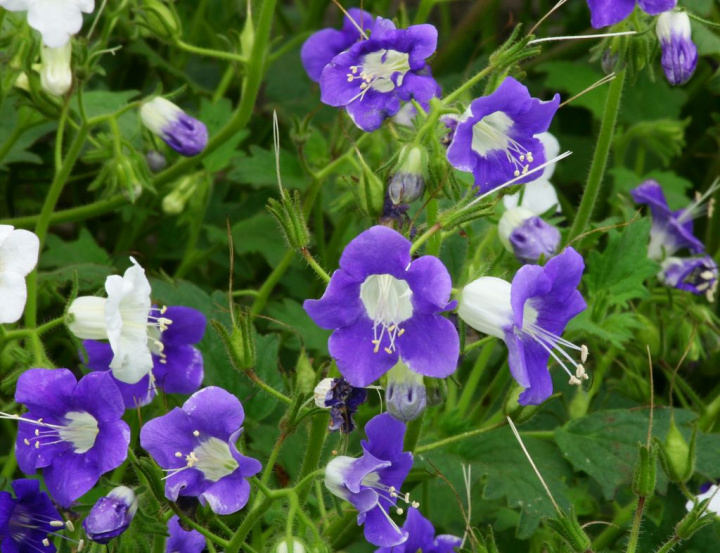 Facelia 'Summertime Blues', jasno niebieskie i białe kwiaty w pięknym zestawieniu.