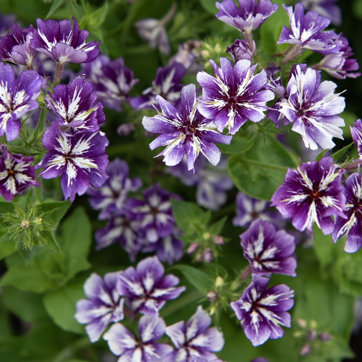 Letni floks 'Sugar Stars', Gęste kwiatostany pachnących, niebiesko-fioletowych kwiatów z białym wzorem gwiazdy.