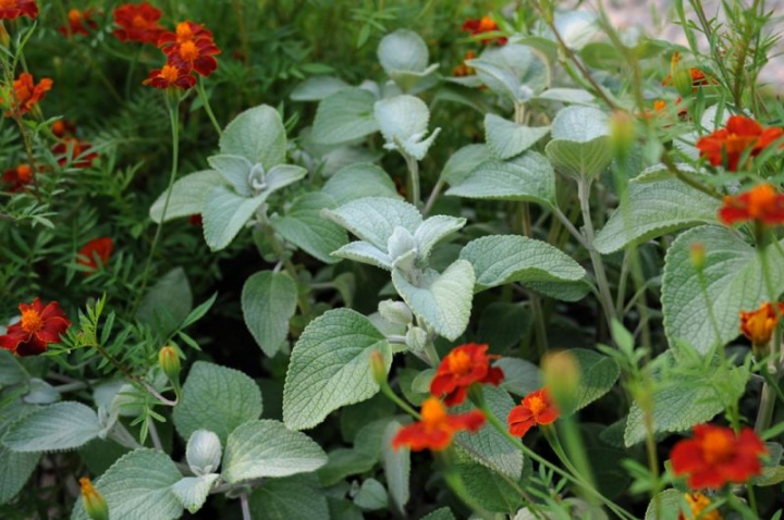 Świecznik 'Silver Shield', srebrnozielone, owłosione liście i małe, białe kwiaty.
