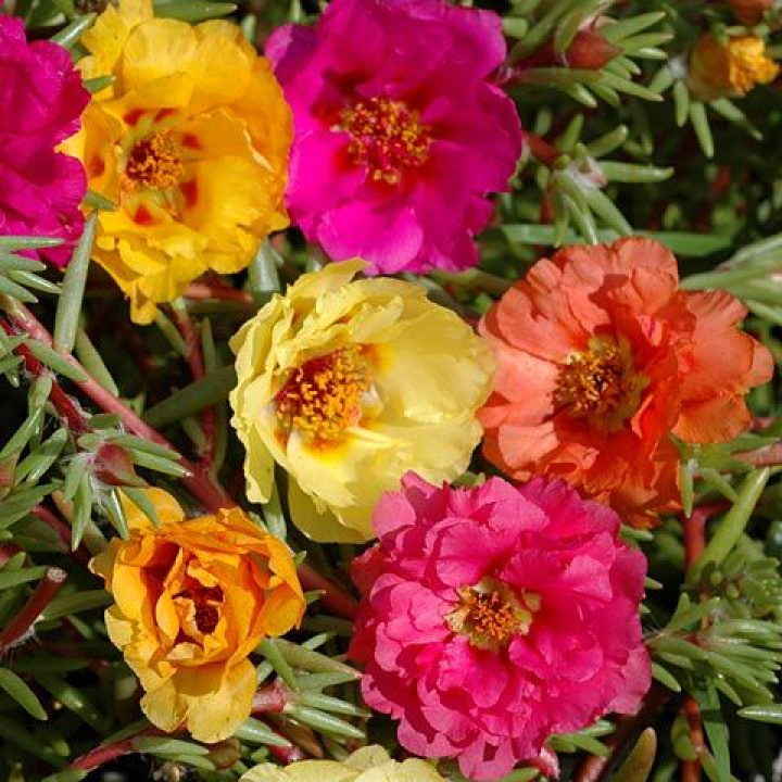 Portulaka wielokwiatowa 'Sundial', podwójne, kwiaty przypominające różę w kolorach różowym, brzoskwiniowym, żółtym i pomarańczowym