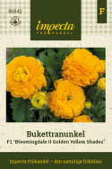 Bukiet ranunkula F1 'Bloomingdale II Golden Yellow Shades', wcześnie kwitnący wiosenny urok z gęsto wypełnionymi, ciepłymi pomarańczowo-żółtymi kwiatami na mocnych łodygach.