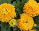 Bukiet ranunkula F1 'Bloomingdale II Golden Yellow Shades', wcześnie kwitnący wiosenny urok z gęsto wypełnionymi, ciepłymi pomarańczowo-żółtymi kwiatami na mocnych łodygach.