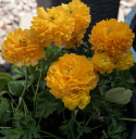 Bukiet ranunkula F1 'Bloomingdale II Golden Yellow Shades', wcześnie kwitnący wiosenny urok z gęsto wypełnionymi, ciepłymi pomarańczowo-żółtymi kwiatami na mocnych łodygach.