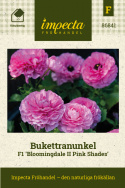 Bukiet ranunkuli F1 'Bloomingdale II Pink Shades', wczesno kwitnąca wiosenna ozdoba z gęsto pełnymi kwiatami w odcieniach różu na mocnych łodygach.
