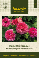 Bukietowy jaskier F1 'Bloomingdale II Rose Shades', Wcześnie kwitnąca wiosenna ozdoba z gęsto wypełnionymi kwiatami w malinowych odcieniach na mocnych łodygach.