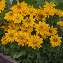 Sommarrudbeckia 'Amarillo Gold' duże żółte kwiaty z zielonym środkiem