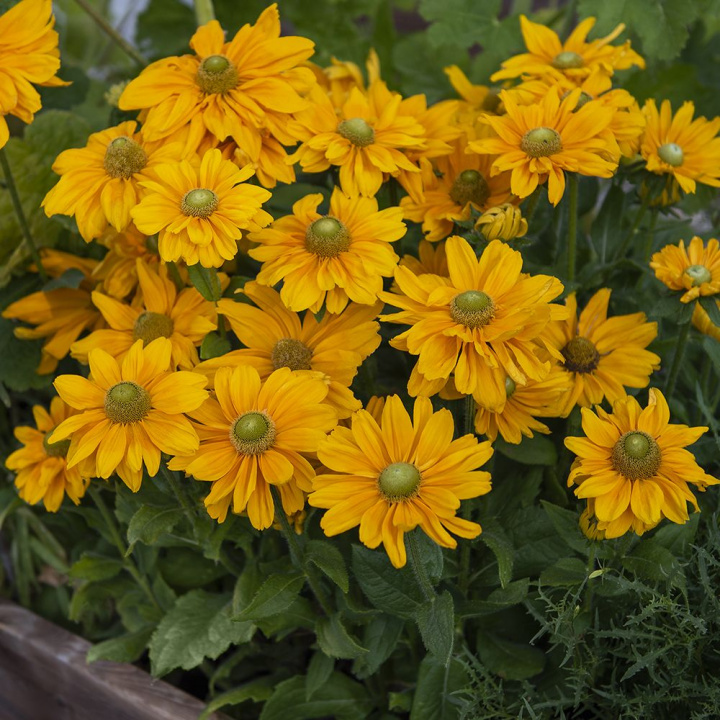 Sommarrudbeckia 'Amarillo Gold' duże żółte kwiaty z zielonym środkiem